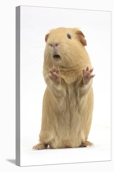 Yellow Guinea Pig Standing Up And Squeaking, Against White Background-Mark Taylor-Stretched Canvas