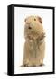 Yellow Guinea Pig Standing Up And Squeaking, Against White Background-Mark Taylor-Framed Stretched Canvas