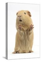 Yellow Guinea Pig Standing Up And Squeaking, Against White Background-Mark Taylor-Stretched Canvas