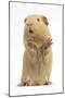 Yellow Guinea Pig Standing Up And Squeaking, Against White Background-Mark Taylor-Mounted Photographic Print