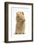 Yellow Guinea Pig Standing Up And Squeaking, Against White Background-Mark Taylor-Framed Photographic Print