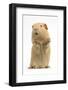 Yellow Guinea Pig Standing Up And Squeaking, Against White Background-Mark Taylor-Framed Photographic Print