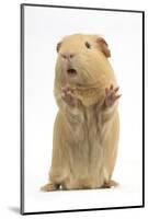 Yellow Guinea Pig Standing Up And Squeaking, Against White Background-Mark Taylor-Mounted Photographic Print