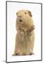 Yellow Guinea Pig Standing Up And Squeaking, Against White Background-Mark Taylor-Mounted Photographic Print