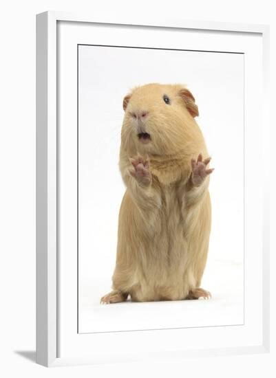 Yellow Guinea Pig Standing Up And Squeaking, Against White Background-Mark Taylor-Framed Photographic Print