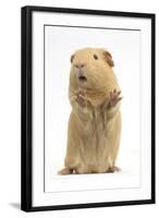 Yellow Guinea Pig Standing Up And Squeaking, Against White Background-Mark Taylor-Framed Photographic Print