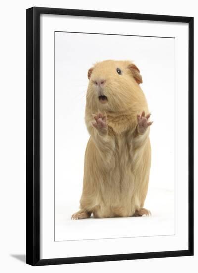 Yellow Guinea Pig Standing Up And Squeaking, Against White Background-Mark Taylor-Framed Photographic Print