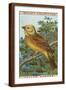Brown Frame