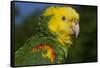 Yellow-Headed Amazon Parrot (Amazona Oratrix), Captive-Lynn M^ Stone-Framed Stretched Canvas