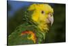 Yellow-Headed Amazon Parrot (Amazona Oratrix), Captive-Lynn M^ Stone-Stretched Canvas