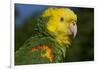 Yellow-Headed Amazon Parrot (Amazona Oratrix), Captive-Lynn M^ Stone-Framed Photographic Print