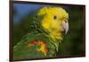 Yellow-Headed Amazon Parrot (Amazona Oratrix), Captive-Lynn M^ Stone-Framed Photographic Print