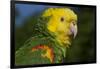 Yellow-Headed Amazon Parrot (Amazona Oratrix), Captive-Lynn M^ Stone-Framed Photographic Print