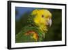 Yellow-Headed Amazon Parrot (Amazona Oratrix), Captive-Lynn M^ Stone-Framed Photographic Print