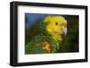 Yellow-Headed Amazon Parrot (Amazona Oratrix), Captive-Lynn M^ Stone-Framed Photographic Print