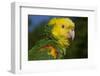 Yellow-Headed Amazon Parrot (Amazona Oratrix), Captive-Lynn M^ Stone-Framed Photographic Print