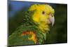 Yellow-Headed Amazon Parrot (Amazona Oratrix), Captive-Lynn M^ Stone-Mounted Photographic Print