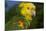Yellow-Headed Amazon Parrot (Amazona Oratrix), Captive-Lynn M^ Stone-Mounted Photographic Print