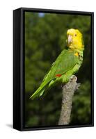 Yellow-Headed Amazon Parrot (Amazona Oratrix)-Lynn M^ Stone-Framed Stretched Canvas