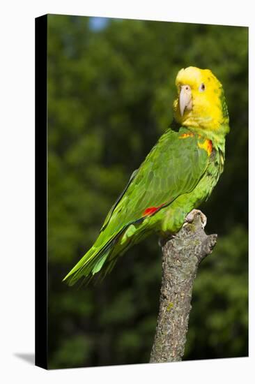 Yellow-Headed Amazon Parrot (Amazona Oratrix)-Lynn M^ Stone-Stretched Canvas