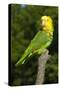 Yellow-Headed Amazon Parrot (Amazona Oratrix)-Lynn M^ Stone-Stretched Canvas