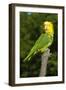 Yellow-Headed Amazon Parrot (Amazona Oratrix)-Lynn M^ Stone-Framed Photographic Print