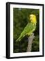 Yellow-Headed Amazon Parrot (Amazona Oratrix)-Lynn M^ Stone-Framed Photographic Print