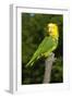 Yellow-Headed Amazon Parrot (Amazona Oratrix)-Lynn M^ Stone-Framed Photographic Print