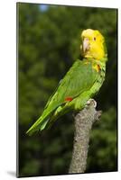 Yellow-Headed Amazon Parrot (Amazona Oratrix)-Lynn M^ Stone-Mounted Photographic Print