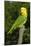 Yellow-Headed Amazon Parrot (Amazona Oratrix)-Lynn M^ Stone-Mounted Photographic Print