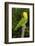 Yellow-Headed Amazon Parrot (Amazona Oratrix)-Lynn M^ Stone-Framed Photographic Print