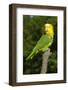 Yellow-Headed Amazon Parrot (Amazona Oratrix)-Lynn M^ Stone-Framed Photographic Print