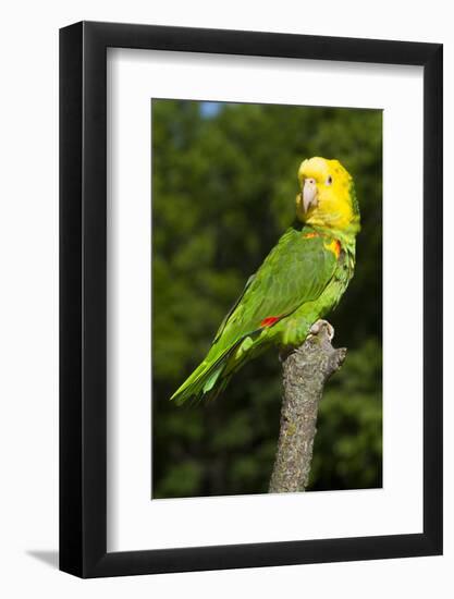 Yellow-Headed Amazon Parrot (Amazona Oratrix)-Lynn M^ Stone-Framed Photographic Print