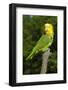 Yellow-Headed Amazon Parrot (Amazona Oratrix)-Lynn M^ Stone-Framed Photographic Print