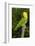 Yellow-Headed Amazon Parrot (Amazona Oratrix)-Lynn M^ Stone-Framed Photographic Print