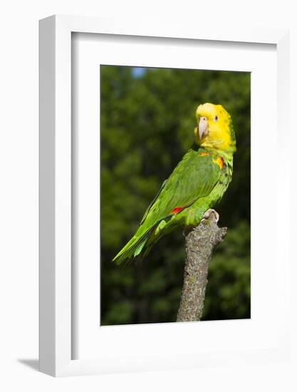 Yellow-Headed Amazon Parrot (Amazona Oratrix)-Lynn M^ Stone-Framed Photographic Print