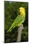 Yellow-Headed Amazon Parrot (Amazona Oratrix)-Lynn M^ Stone-Mounted Photographic Print