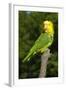 Yellow-Headed Amazon Parrot (Amazona Oratrix)-Lynn M^ Stone-Framed Photographic Print