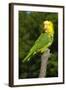 Yellow-Headed Amazon Parrot (Amazona Oratrix)-Lynn M^ Stone-Framed Photographic Print