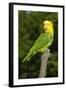 Yellow-Headed Amazon Parrot (Amazona Oratrix)-Lynn M^ Stone-Framed Photographic Print