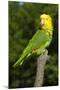 Yellow-Headed Amazon Parrot (Amazona Oratrix)-Lynn M^ Stone-Mounted Photographic Print