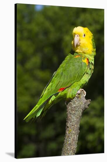 Yellow-Headed Amazon Parrot (Amazona Oratrix)-Lynn M^ Stone-Stretched Canvas