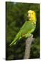 Yellow-Headed Amazon Parrot (Amazona Oratrix)-Lynn M^ Stone-Stretched Canvas