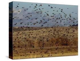 Yellow-Headed and Red-Winged Blackbirds in Refuge, Bosque Del Apache, New Mexico, USA-Diane Johnson-Stretched Canvas
