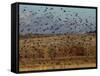 Yellow-Headed and Red-Winged Blackbirds in Refuge, Bosque Del Apache, New Mexico, USA-Diane Johnson-Framed Stretched Canvas