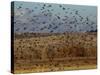 Yellow-Headed and Red-Winged Blackbirds in Refuge, Bosque Del Apache, New Mexico, USA-Diane Johnson-Stretched Canvas