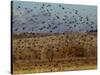Yellow-Headed and Red-Winged Blackbirds in Refuge, Bosque Del Apache, New Mexico, USA-Diane Johnson-Stretched Canvas