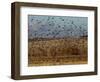 Yellow-Headed and Red-Winged Blackbirds in Refuge, Bosque Del Apache, New Mexico, USA-Diane Johnson-Framed Photographic Print