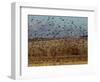 Yellow-Headed and Red-Winged Blackbirds in Refuge, Bosque Del Apache, New Mexico, USA-Diane Johnson-Framed Photographic Print