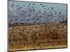 Yellow-Headed and Red-Winged Blackbirds in Refuge, Bosque Del Apache, New Mexico, USA-Diane Johnson-Mounted Photographic Print